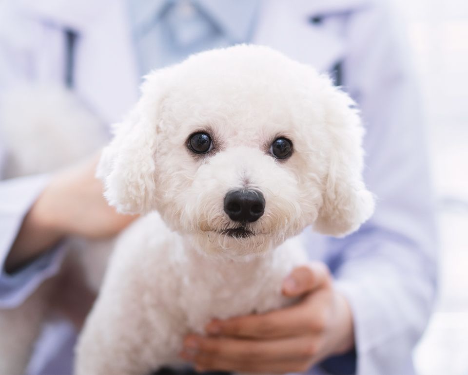adorable poodle dog at the vet