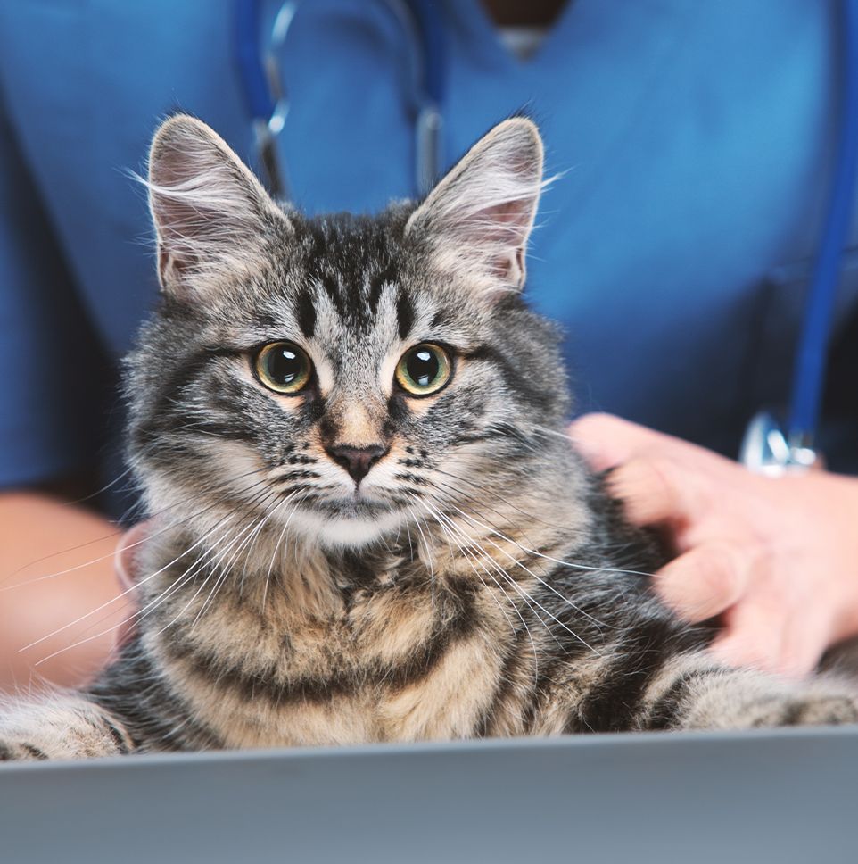 striped cat being checked by a veterinarian