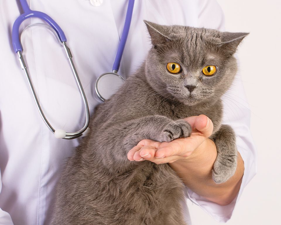 veterinarian holding a gray cat