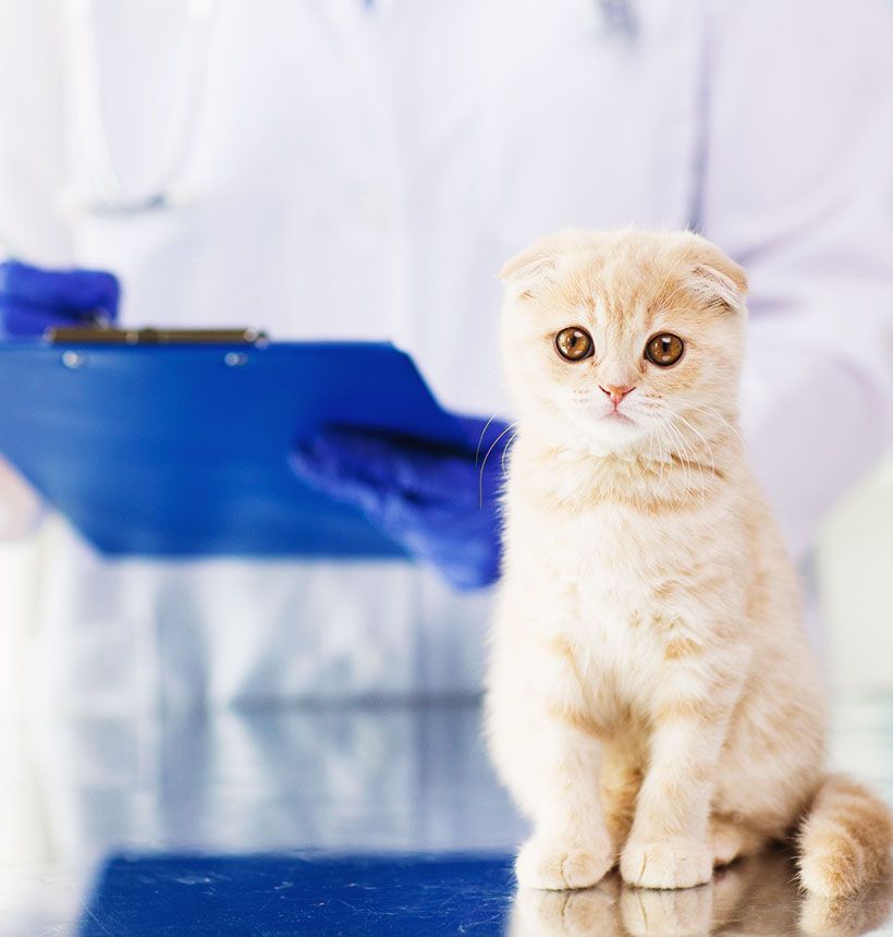 scottish fold kitten and clipboard at vetclinic
