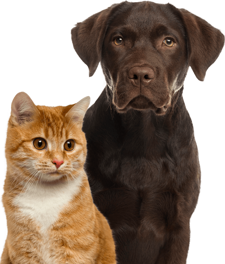 chocolate labrador dog and a ginger cat together