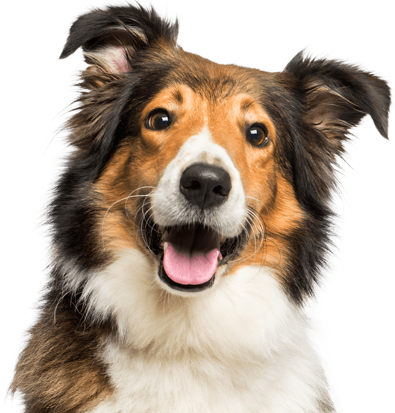 smiling scotch collie dog