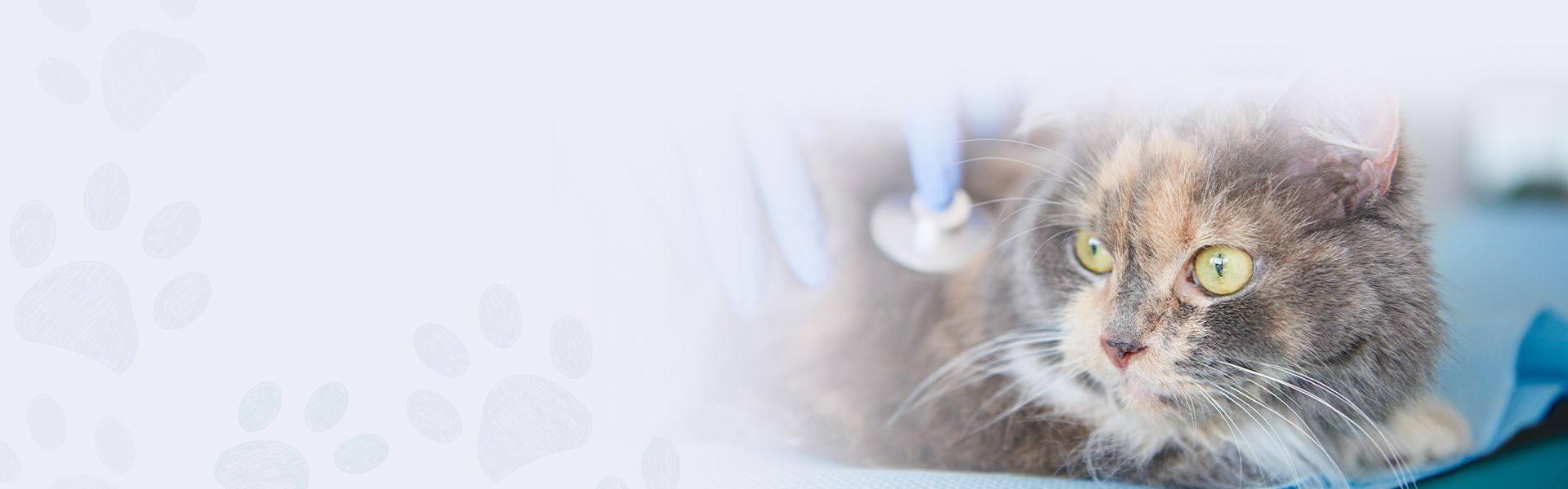cat being examined by a vet with a stethoscope and blue gloves