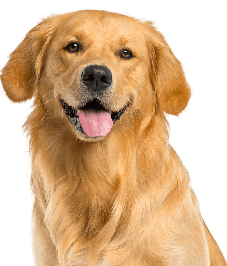smiling golden retriever dog
