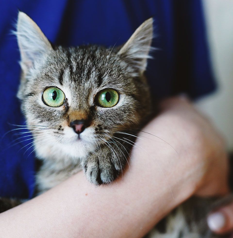 person holding cat with green eyes