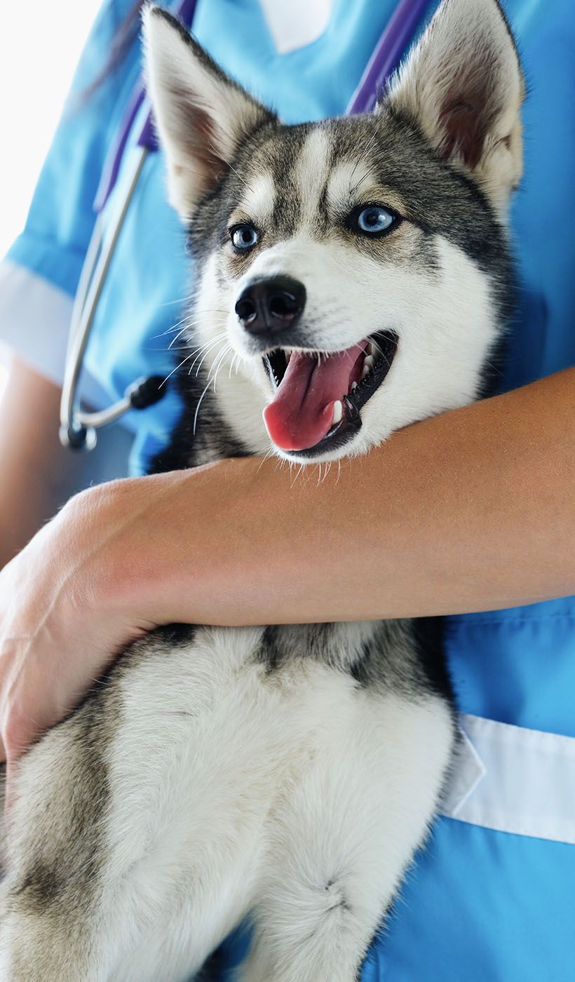 veterinarian prepare cute husky to checkup