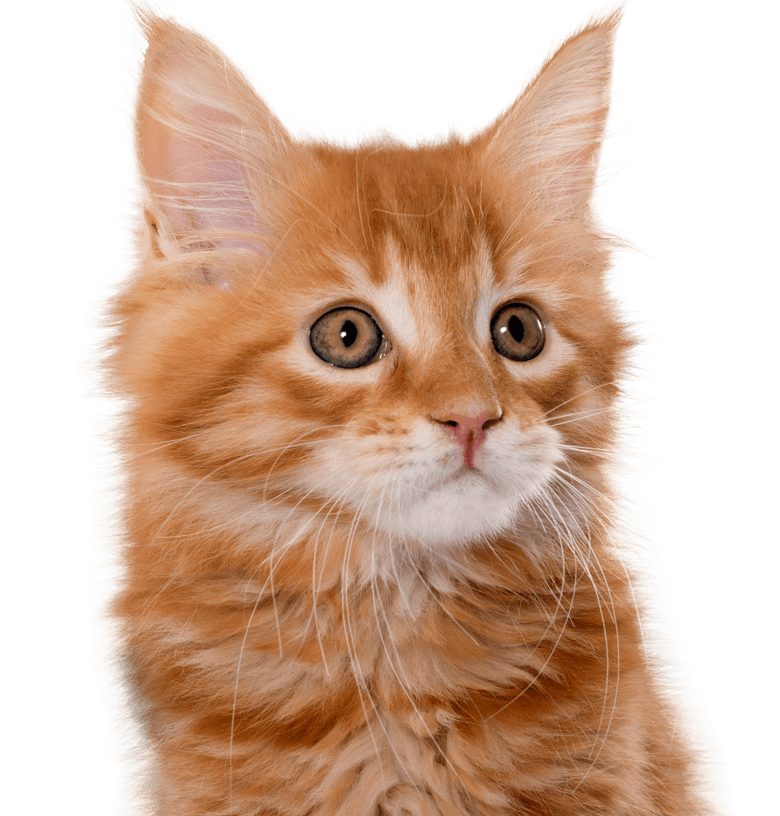 furry orange kitten
