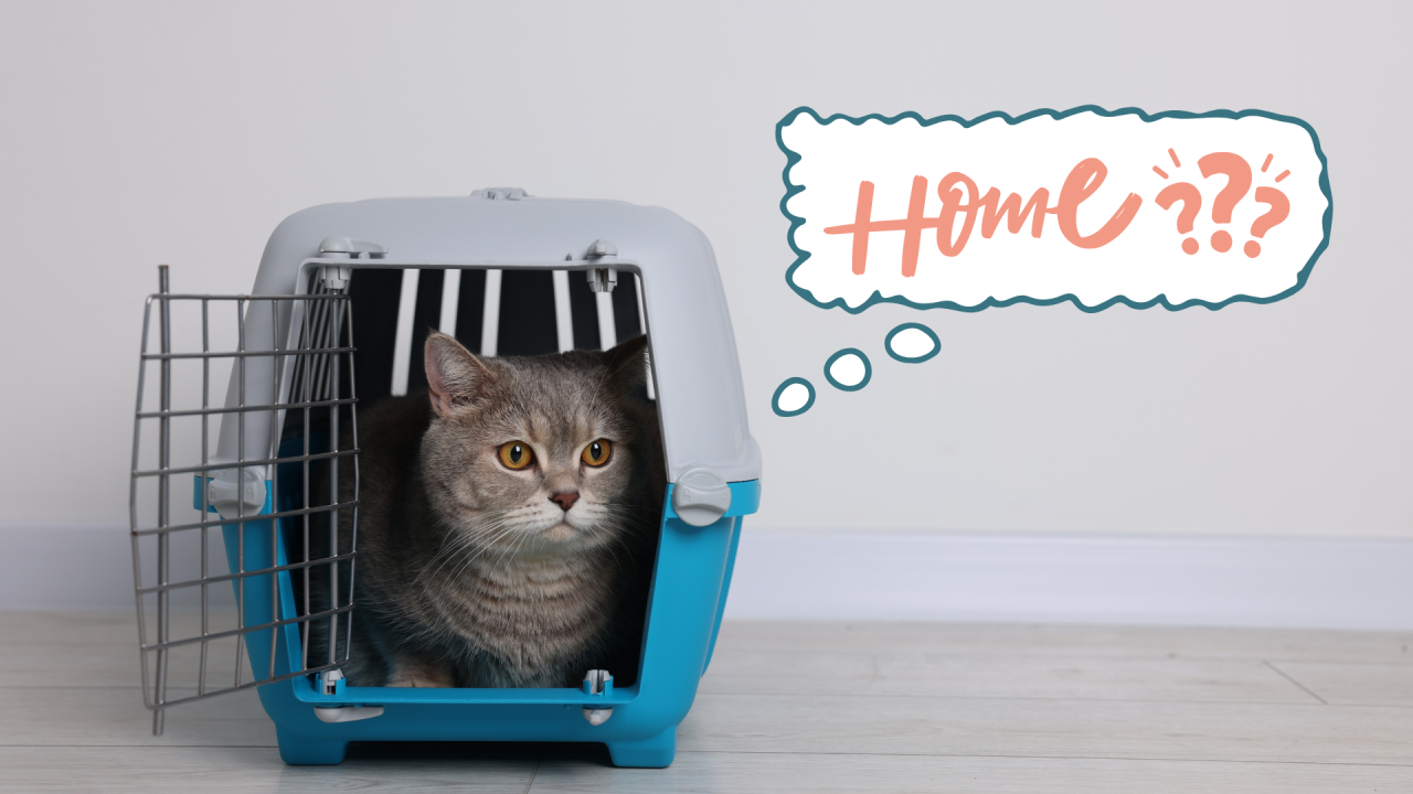 New cat arriving home with a carrier in Wauchula, FL