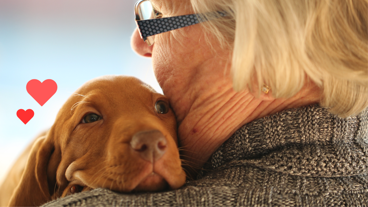 New puppy bonding with an owner with support from Pet Vet Vaccination Services