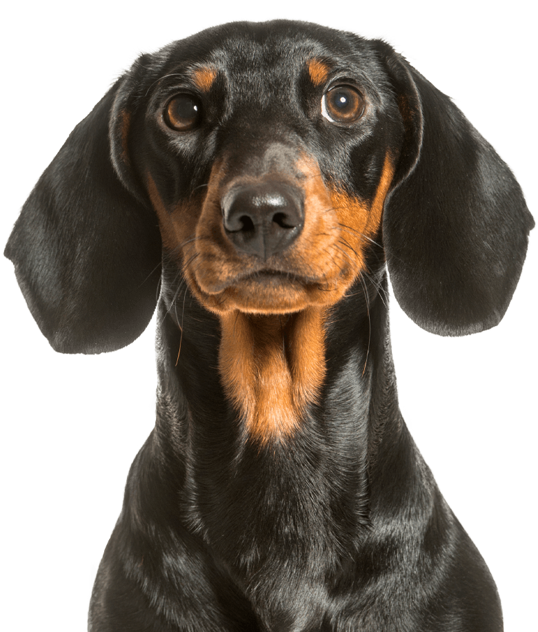 black dachshund dog 