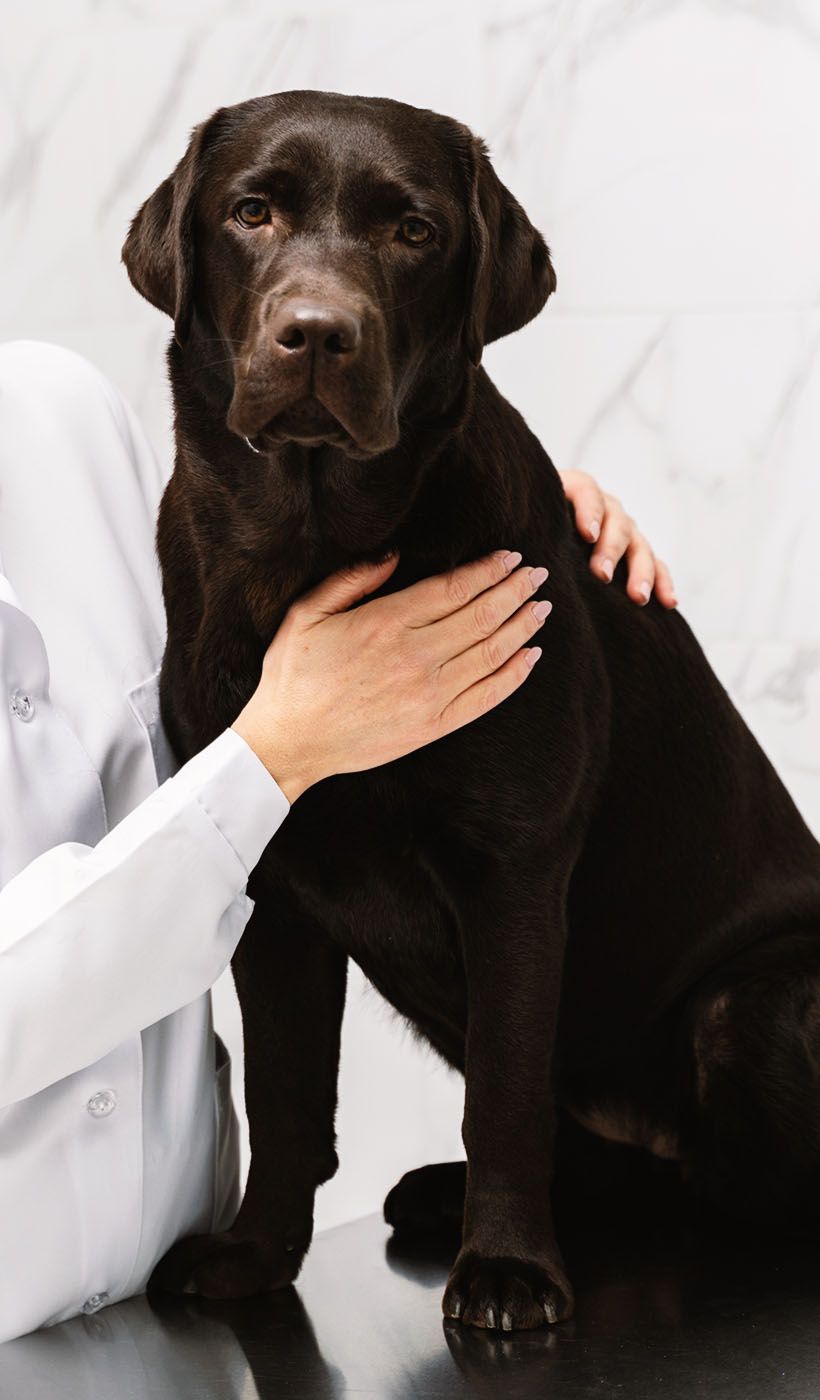 vet and black dog