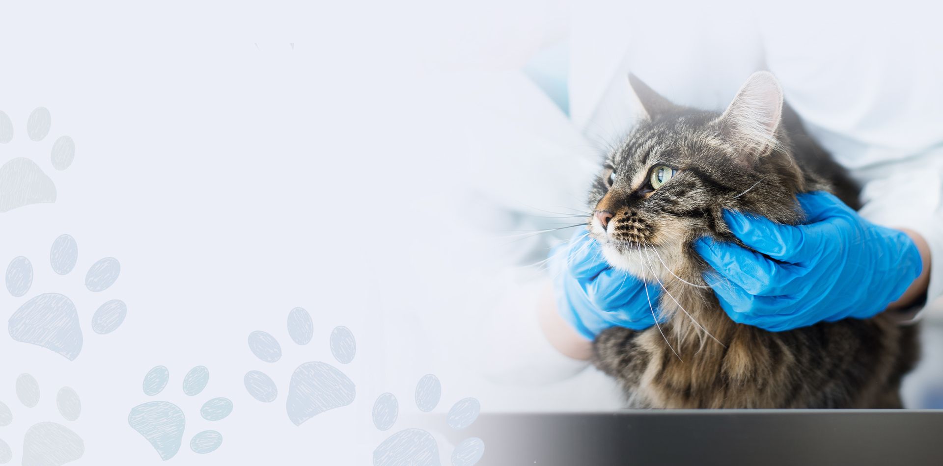 vet wearing blue gloves checking furry cat