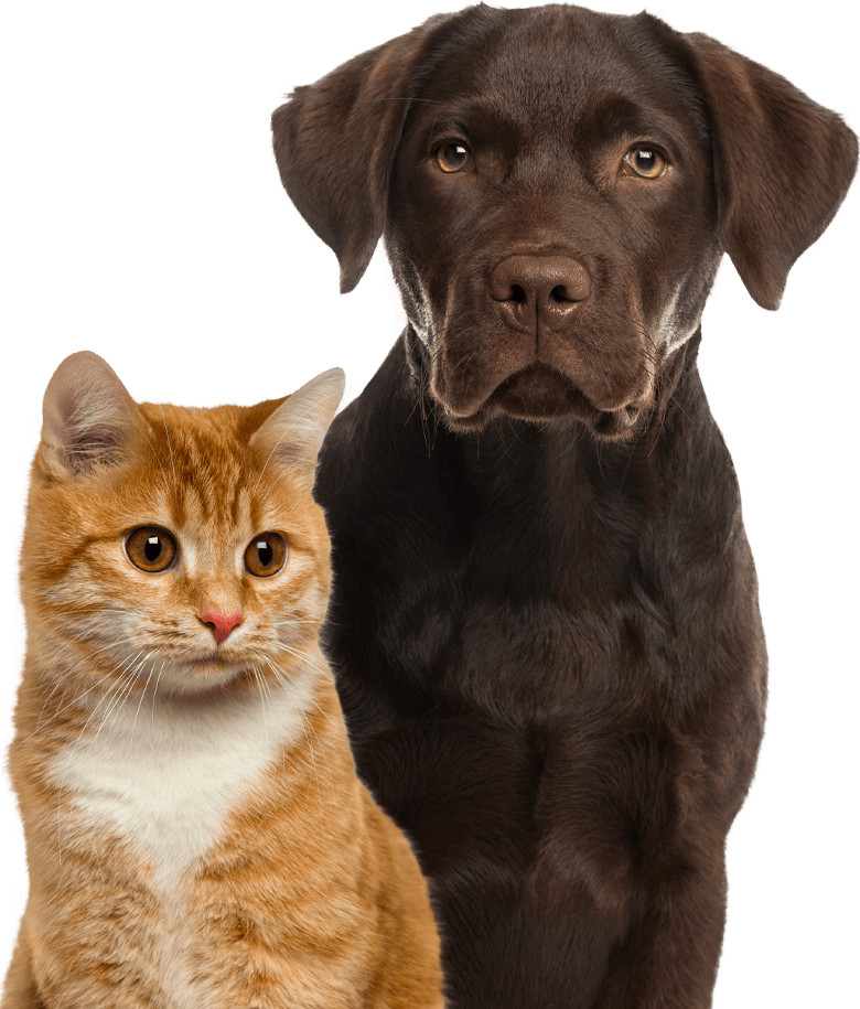 A brown dog and an orange tabby cat sit closely together, both looking forward.