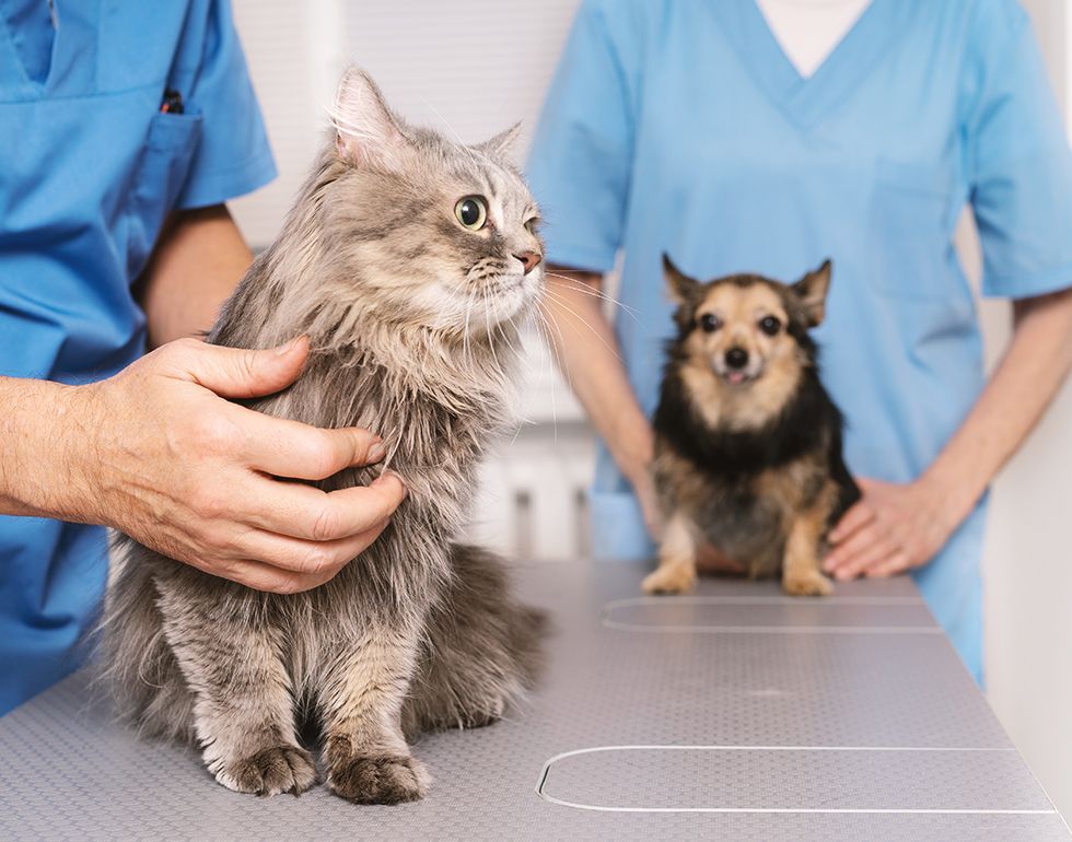 A fluffy gray cat and a small brown dog are on examination tables with veterinary staff in blue scrubs.