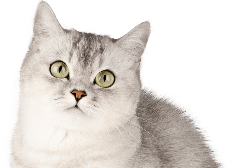 A fluffy cat with light gray fur and green eyes looking upward.