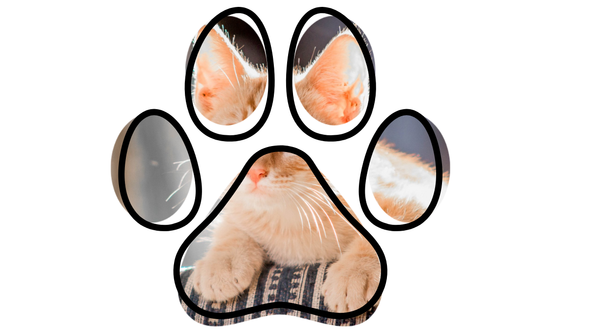 Orange kitten peeking through paw-shaped cutouts, resting on a striped fabric surface.