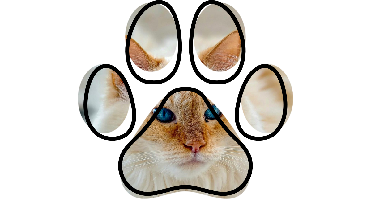 A cat's face with blue eyes is visible within the shape of a paw print.