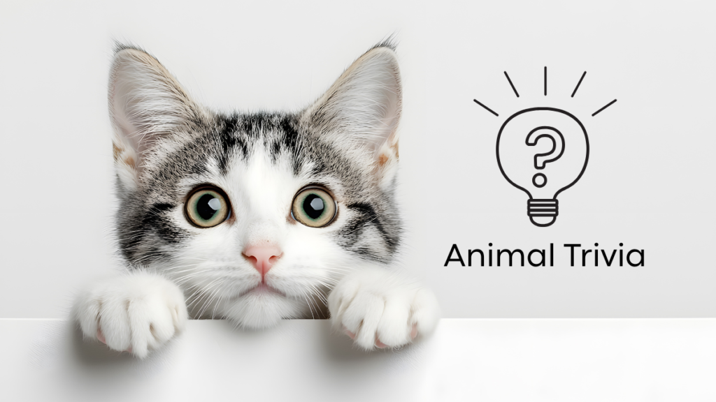 A curious cat peeks over a ledge next to an "Animal Trivia" sign with an illuminated question mark icon.