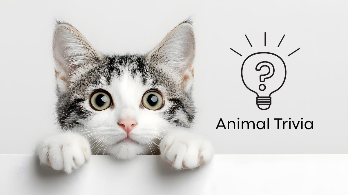 A curious cat peeks over a ledge next to an "Animal Trivia" sign with an illuminated question mark icon.