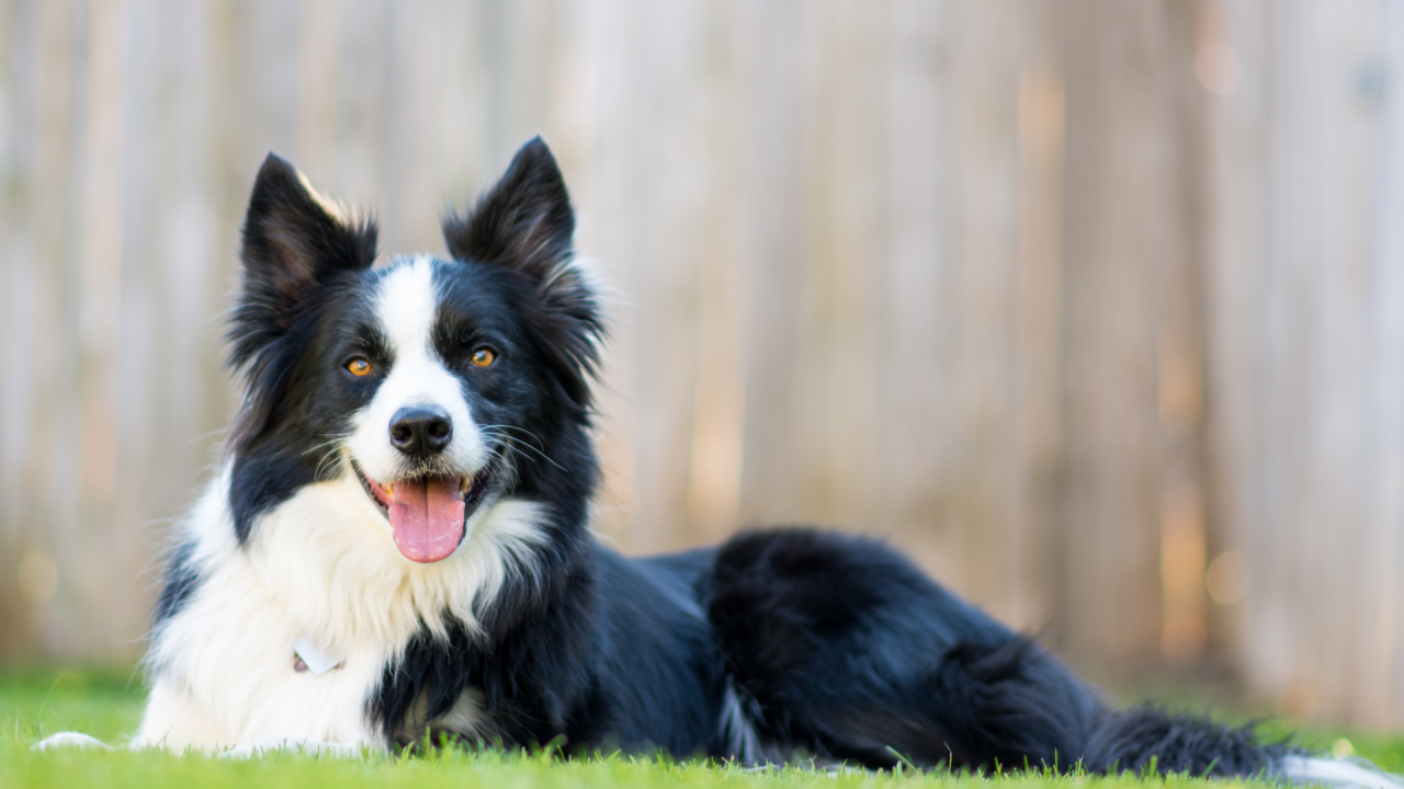A black and white dog with upright ears lying on grass, looking at the camera with its tongue out.