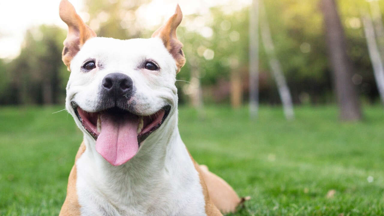 A happy dog with its tongue out, lying on green grass in a sunny park.