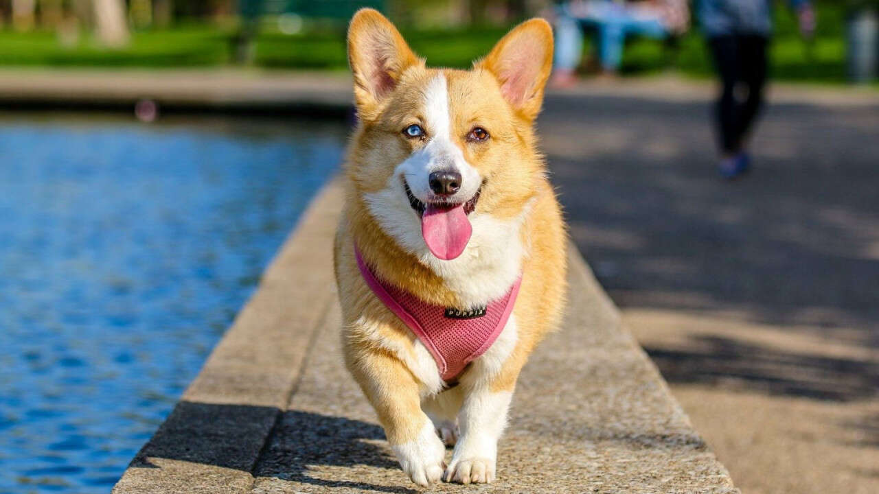Corgi with a pink harness walking happily on a path beside a body of water.