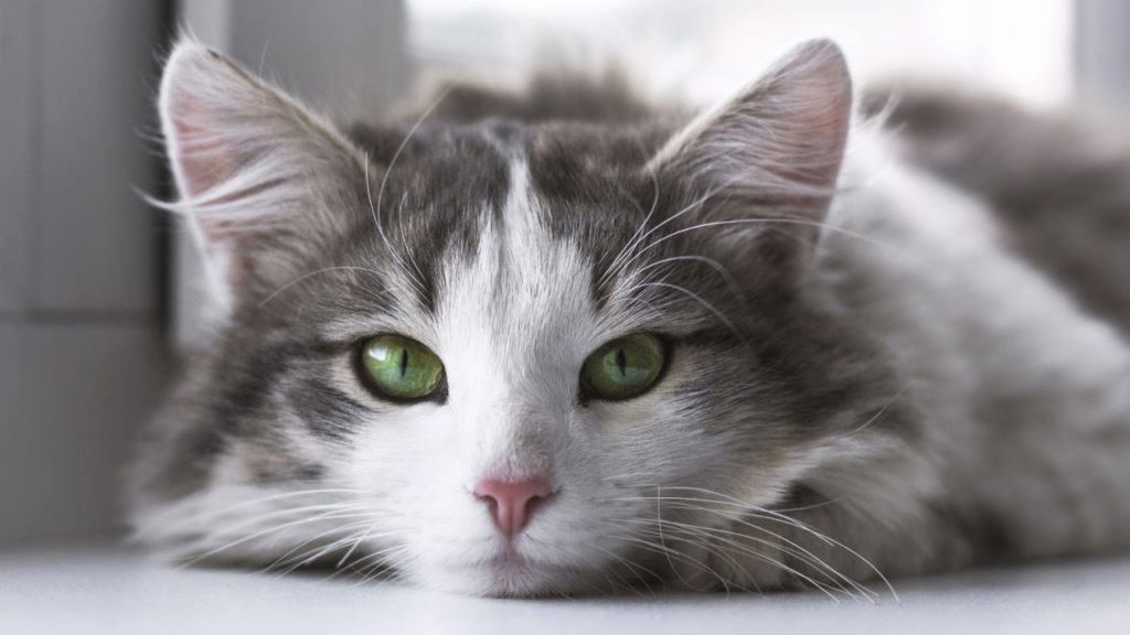 Fluffy cat with green eyes and white and gray fur lying down, gazing directly ahead.