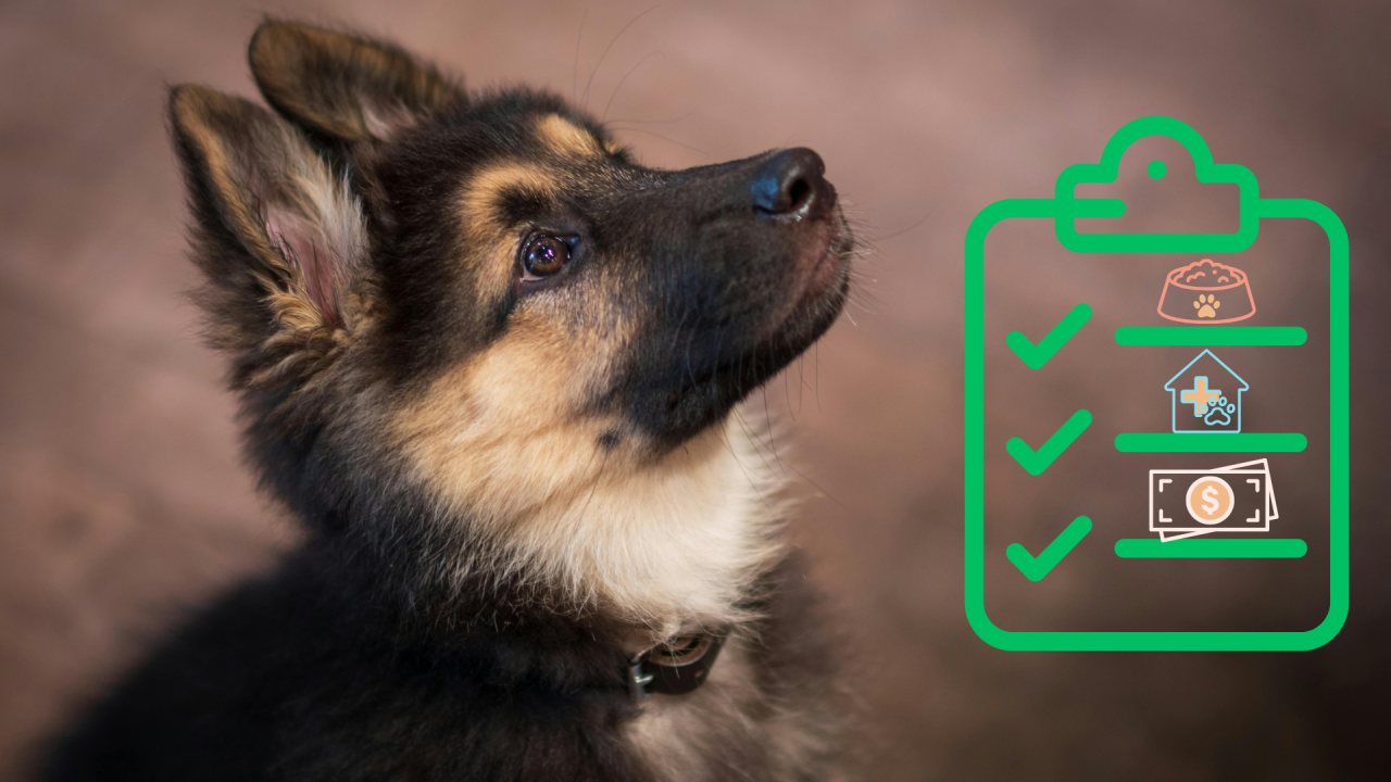 New puppy with a care checklist from Pet Vet Vaccination Services