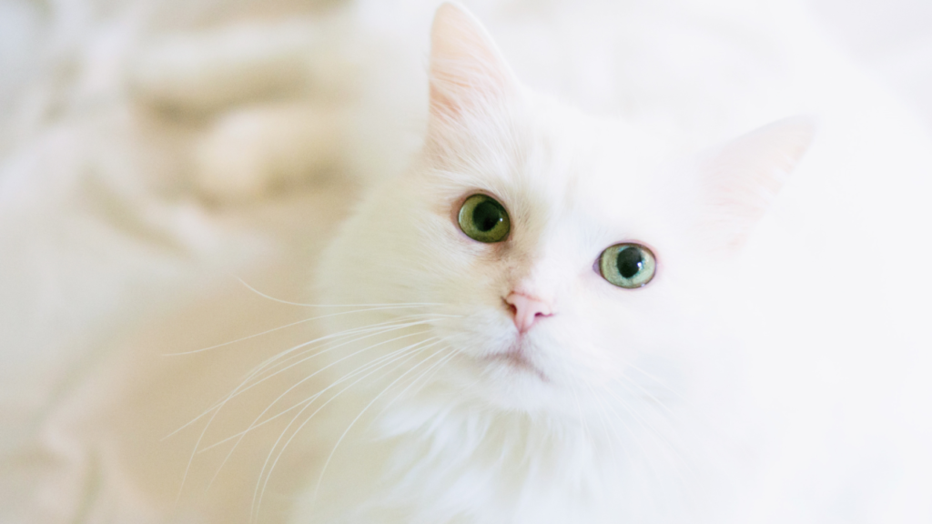 White fluffy cat with green eyes looking up.