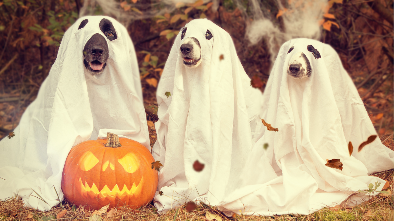 Three dogs dressed as ghosts with white sheets sit behind a carved pumpkin with a smiling face.