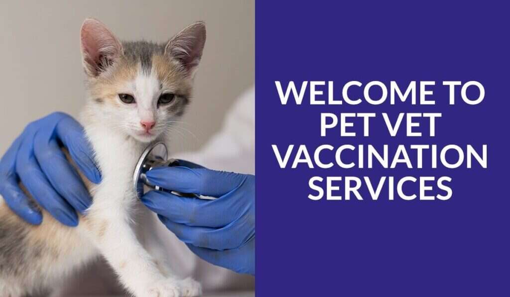 A vet in blue gloves uses a stethoscope on a small kitten.