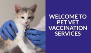 A vet in blue gloves uses a stethoscope on a small kitten.