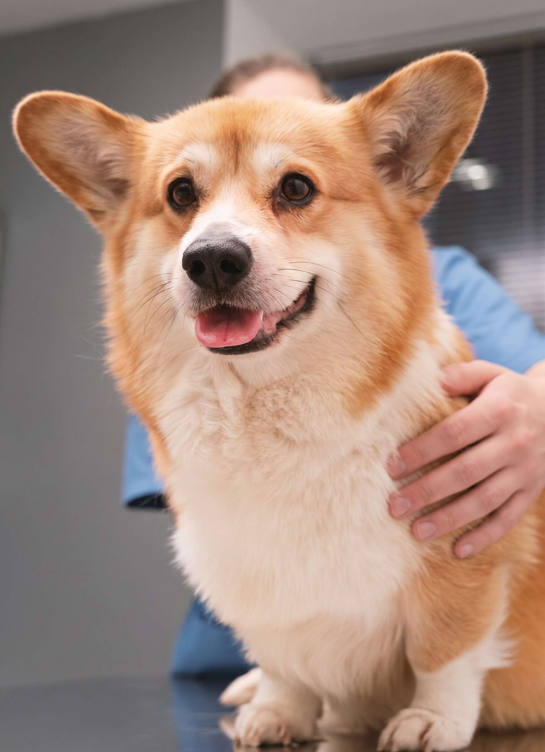A smiling Corgi with perky ears sits contentedly as a person gently holds its side.